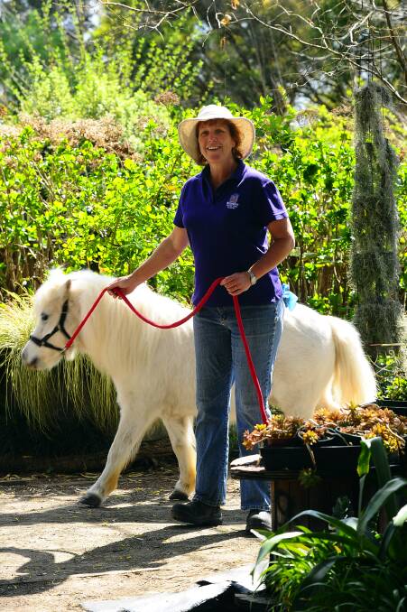 Marianne Farrar leads one of the resident ponies through the Secret Garden, Richmond. The garden's spring fair is on this Saturday. Picture: Kylie Pitt