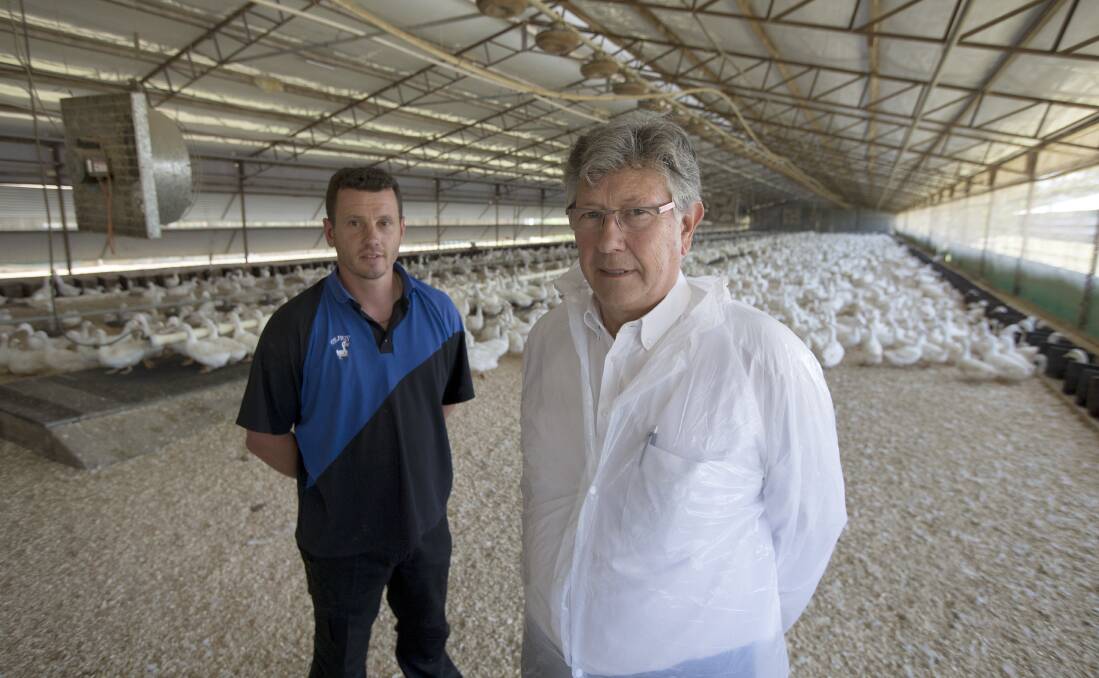 Our ducks are fine: Pepe’s Ducks’ chief executive John Houston, right, with a Hawkesbury farm manager Ian Watson in one of the company’s duck-farming sheds. Picture: Geoff Jones