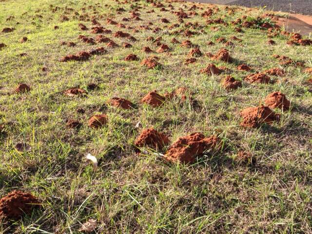 Not ant hills, bee hills: The bee mounds in the nature strip in Richmond.