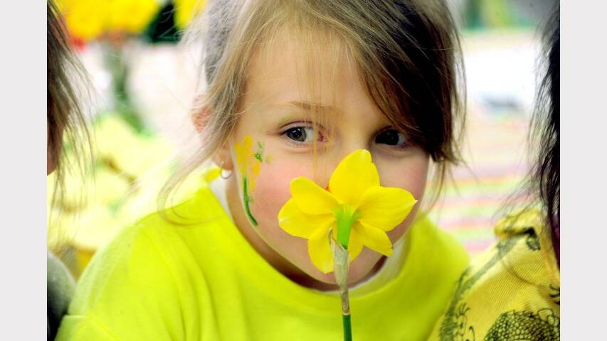 Daffodil Day Windsor Pre School. Pictures: Kylie Pitt