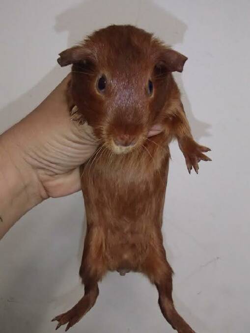 Pictures of the guinea pigs found on the side of the road in Riverstone on Saturday. Courtesy of the RSPCA.