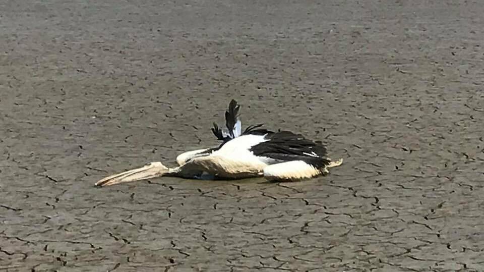 A dead pelican at Bushells Lagoon. It was one of many according to HEN's Richie Benson, who said he had seen seven dead pelicans. Picture: Richie Benson, Facebook
