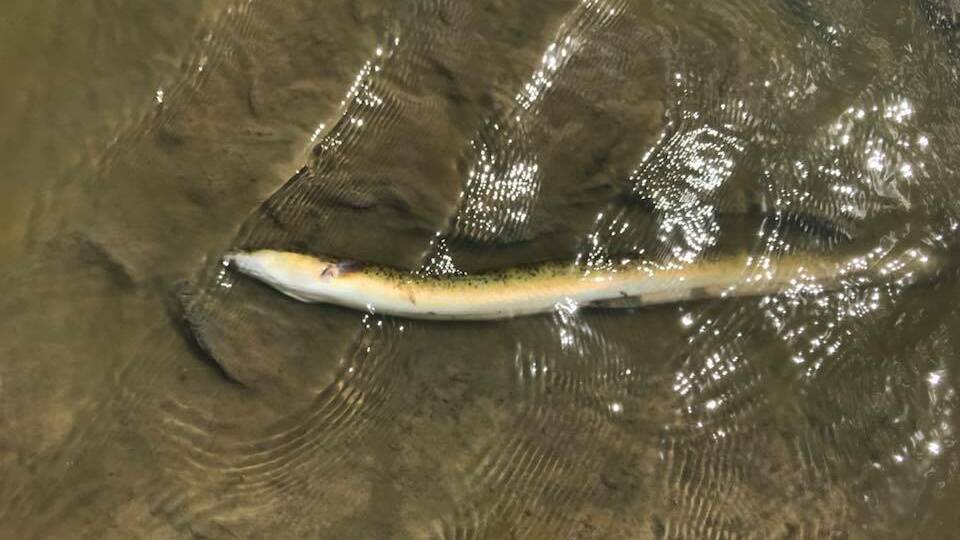 A dead eel at Bushells Lagoon. Picture: Richie Benson, Facebook