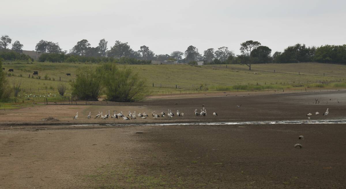 While some dead pelicans were found at Bushells Lagoon, there are many still alive. Picture: Conor Hickey