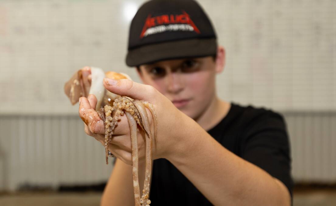 Kai Kelly dissects squid at Irukandji Shark and Ray Encounters, Anna Bay. Picture by Jonathan Carroll.