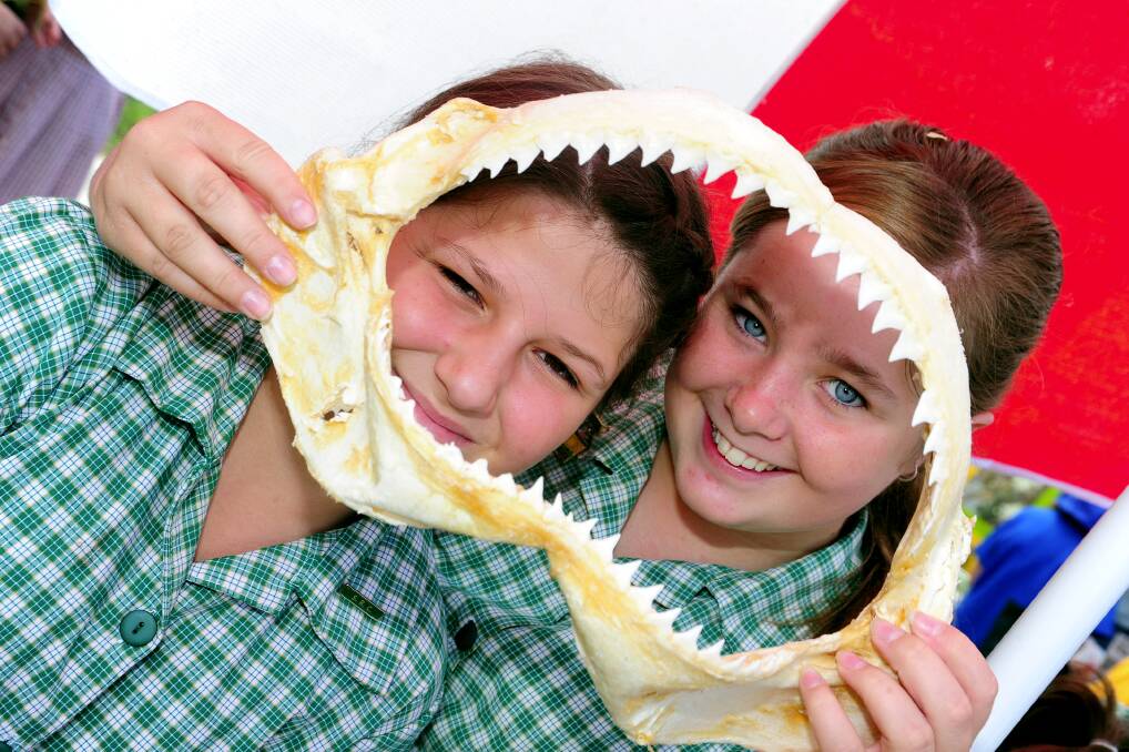 Monique Hull and Sarah Eller-Turner of Maraylya PS look at a bull shark jaw. Photo: Kylie Pitt.